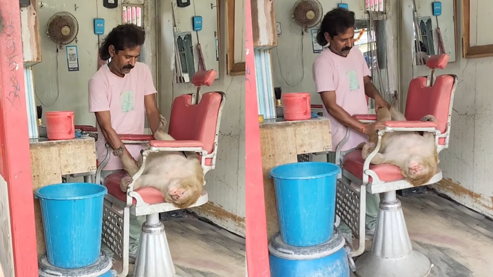 VIP ग्राहक बनकर सैलून पहुंचा बंदर! कुर्सी पर लेटकर आराम से कराई मालिश