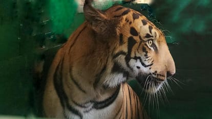 नागपुर से रेणुकाजी पहुंचे टाइगरों का जोड़ा