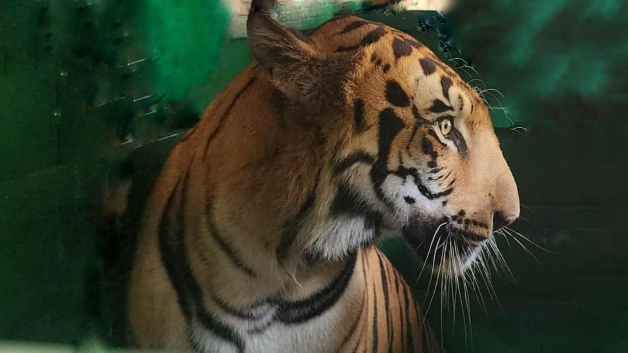 renukaji tiger pair zoo 2 october tourists enclosure 1.67 crore