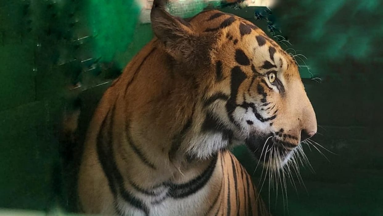 renukaji tiger pair zoo 2 october tourists enclosure 1.67 crore