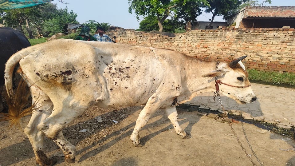 Lumpy Virus Outbreak in Bisawar Ghatampur