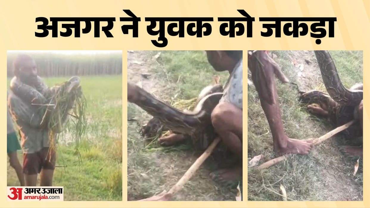 Python coils around man who cutting grass in Lakhimpur Kheri