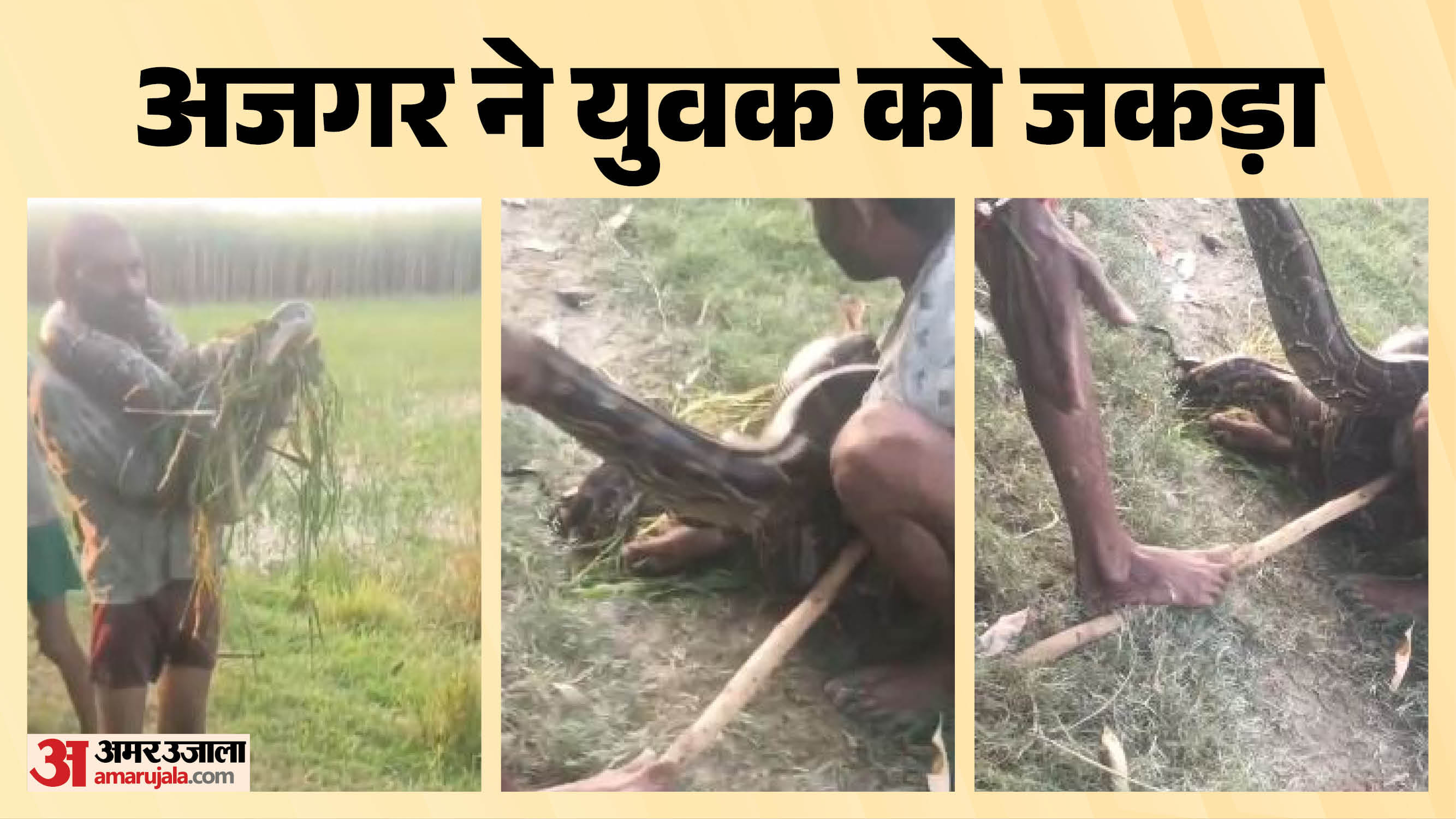 अजगर ने युवक को जकड़ा