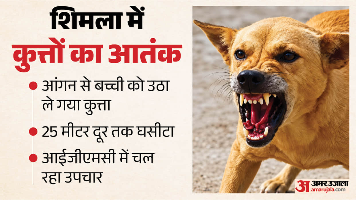 shimla shankli two year old girl attacked by stray dog igmc