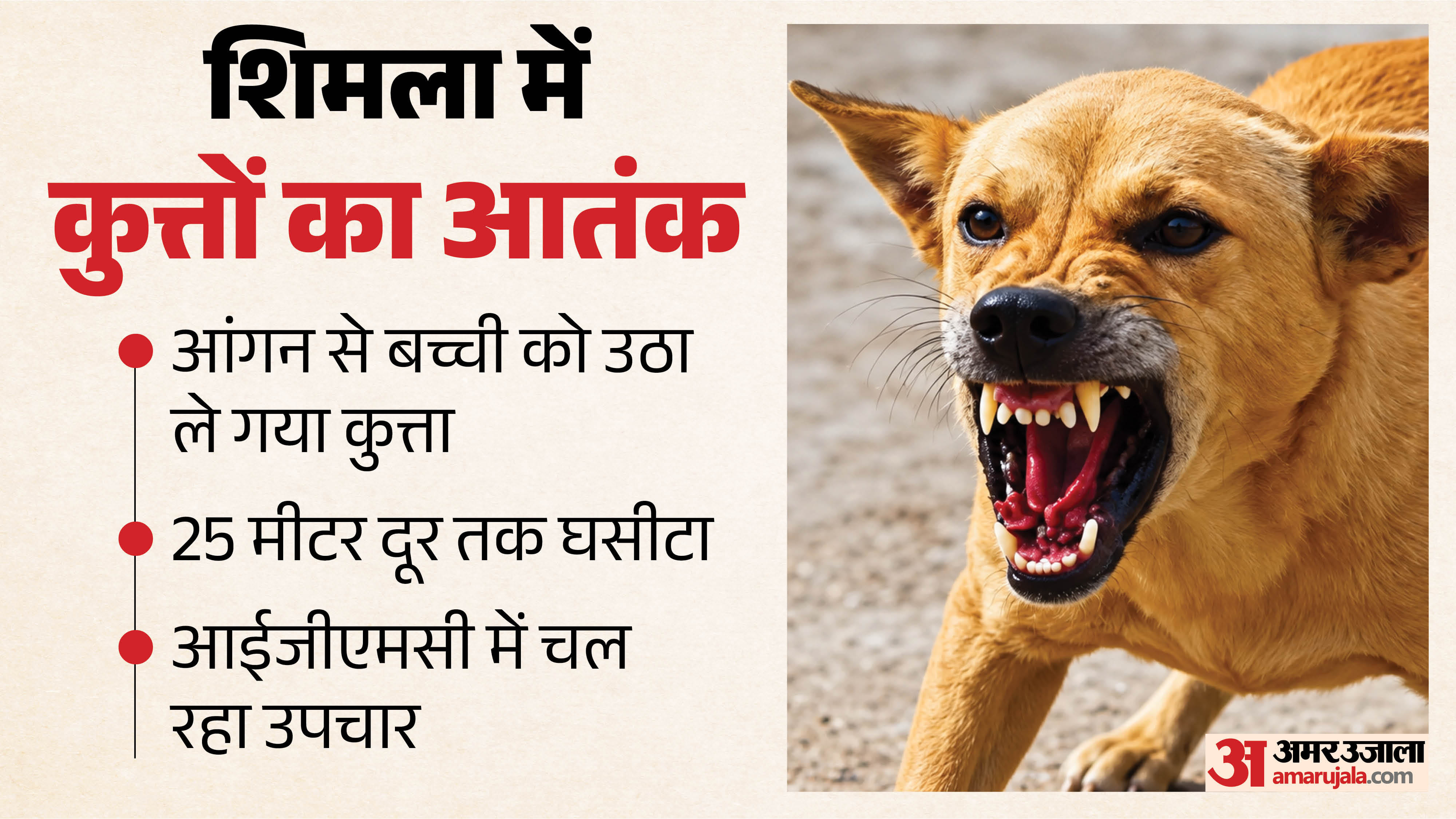शिमला में कुत्तों का आतंक।