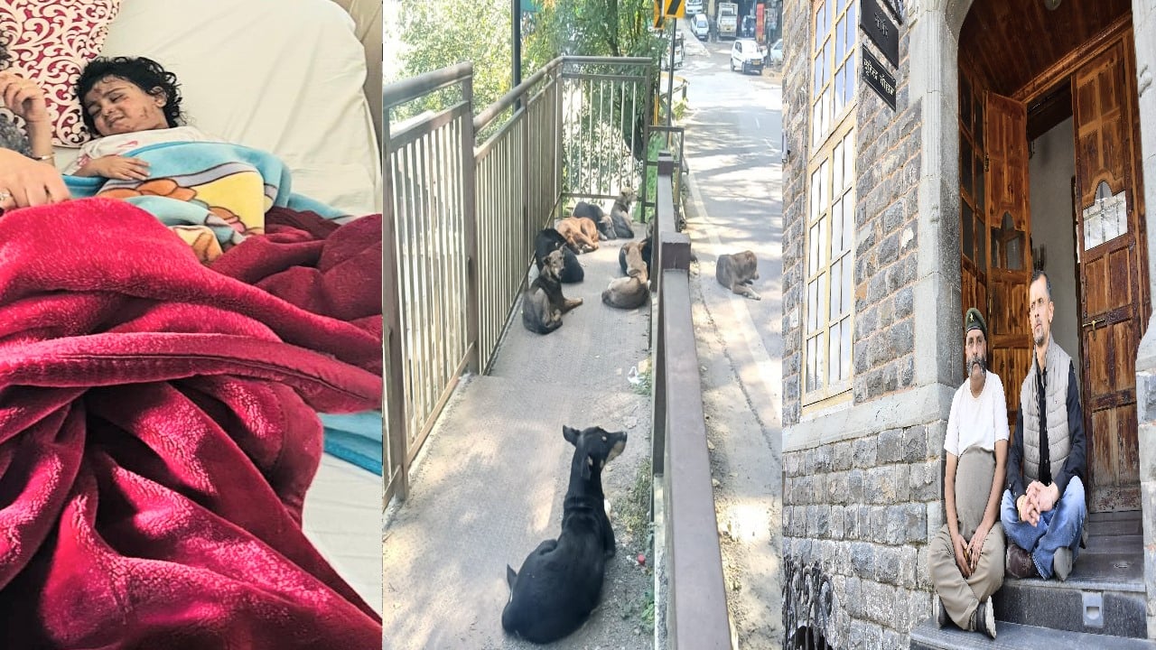 शिमला में कुत्तों का आंतक, घायल बच्ची को लगे 11 टांके, टाउनहॉल के बाहर धरना।