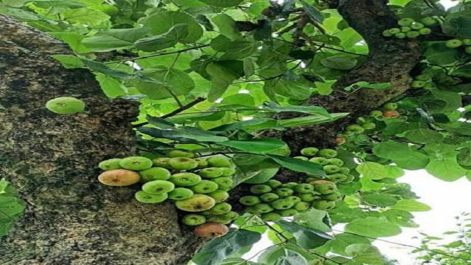 Traditional mountain trees under threat; 60 to 95 percent of Bedu, Timil, and Padam trees have dried up