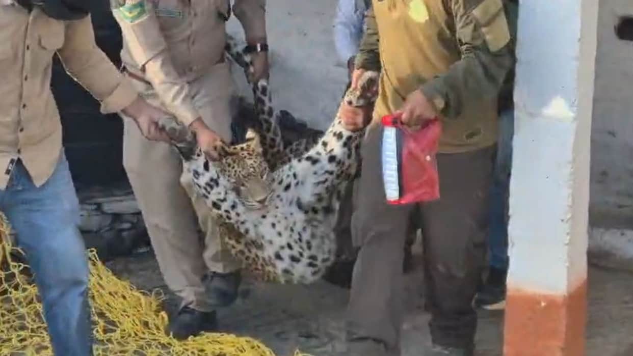 sirmaur chuinalhar leopard trapped house 36 hours rescue forest