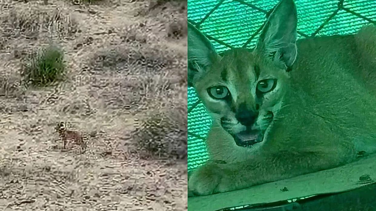Rajasthan Wildlife Conservation Rare Caracal Fitted With Radio-Collar and Released Into Desert Habitat