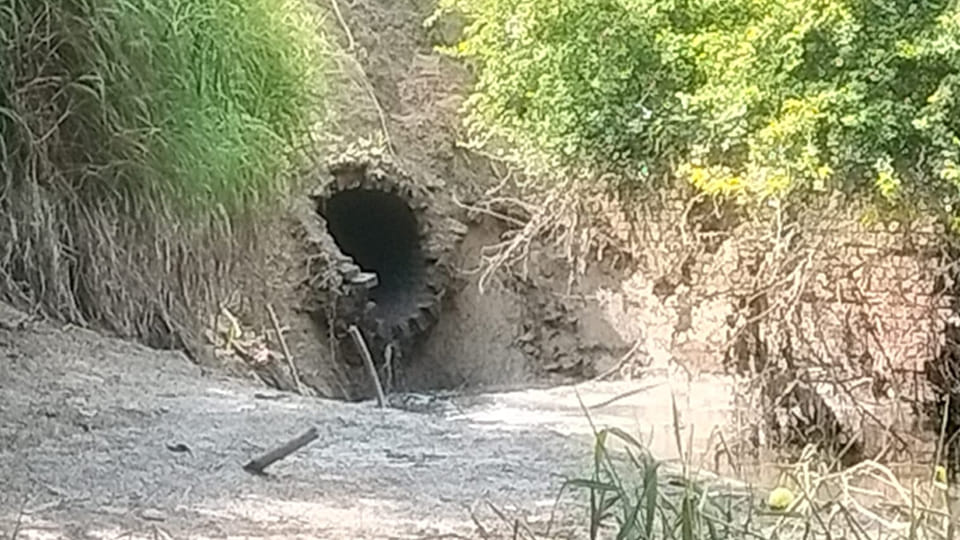 Kanpur: Filthy water flowing from drains into the Ganges; authorities oblivious