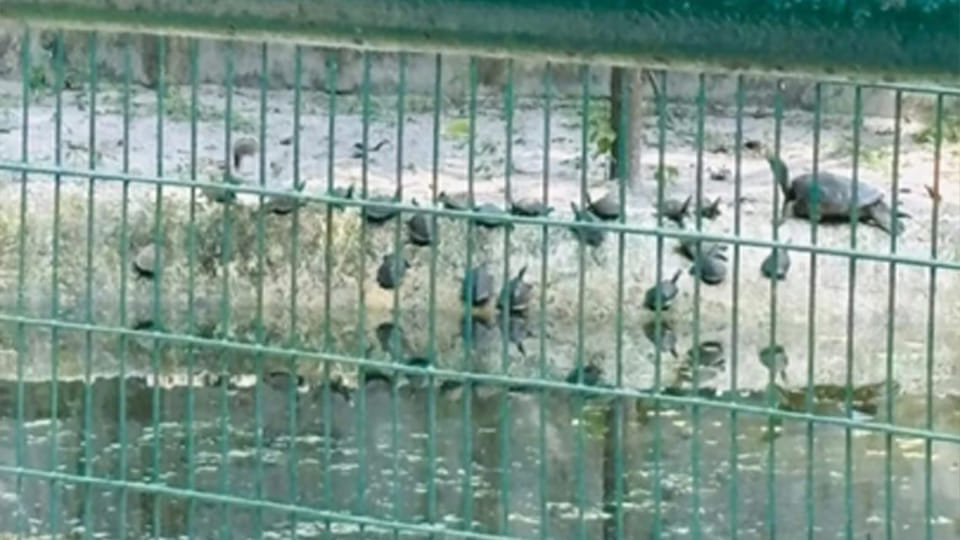Kanpur: 25 Batagur turtles born at the zoo after nine years