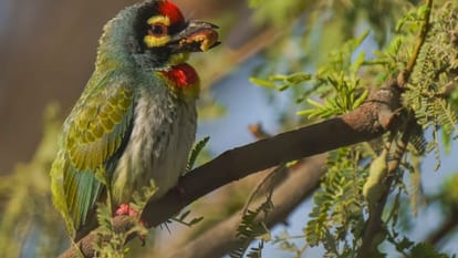 The Coppersmith Barbet: The Emerald Artisan and Unsung Gardener of the Forest