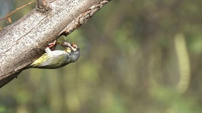 The Coppersmith Barbet: The Emerald Artisan and Unsung Gardener of the Forest