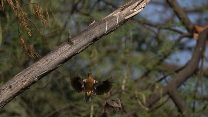 The Coppersmith Barbet: The Emerald Artisan and Unsung Gardener of the Forest