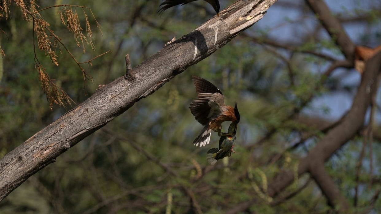 The Coppersmith Barbet: The Emerald Artisan and Unsung Gardener of the Forest