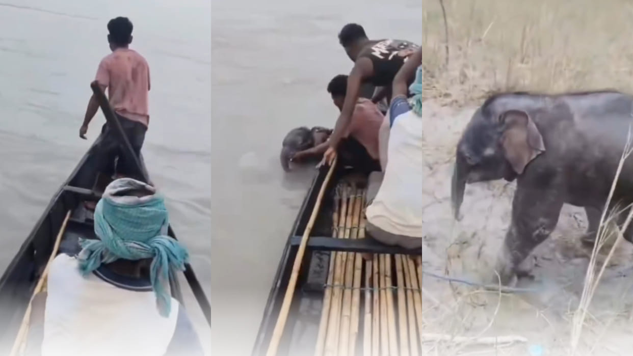 Teesta river baby elephant rescue fishermen reunites with his mother viral video