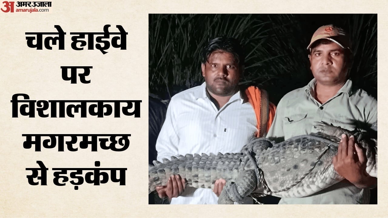 खुर्जा हाईवे पर 10 फुट का मगरमच्छ का रेस्क्यू