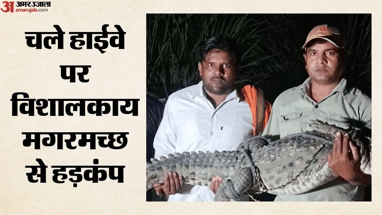 10-foot-long crocodile rescued on Khurja-Chhatari Highway