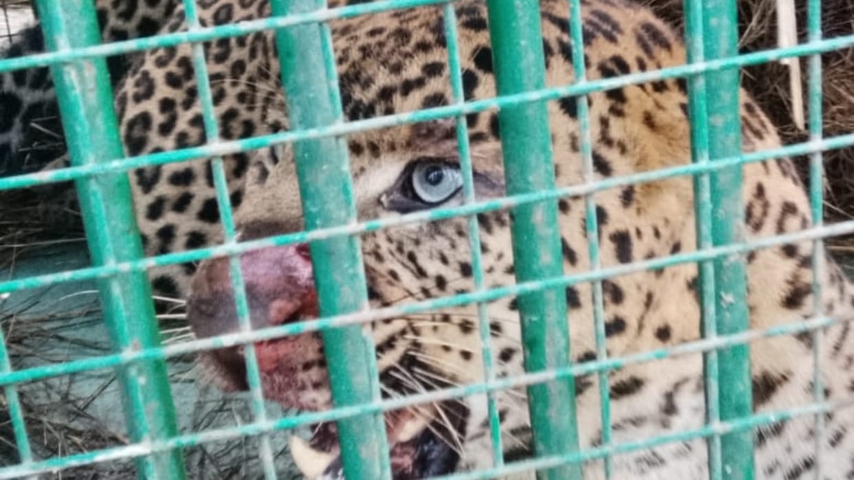 Leopard trapped in cage Bareilly after three months of terror