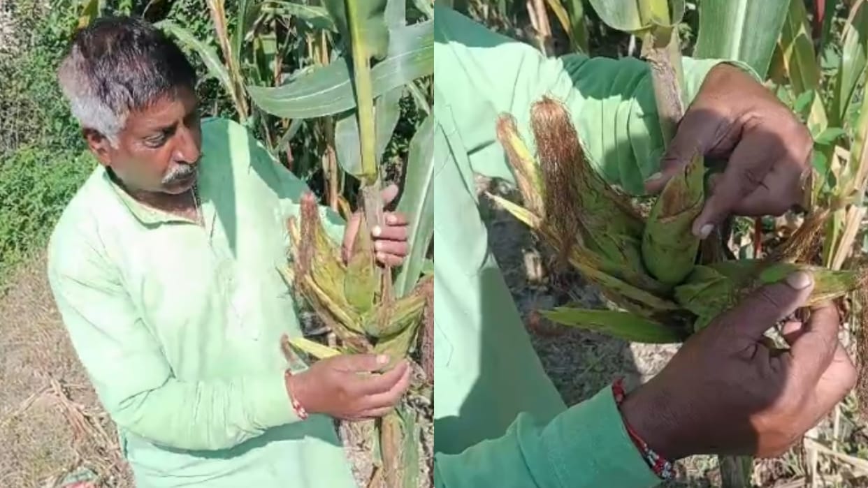 mandi farmer corn plant grows nine cobs single plant