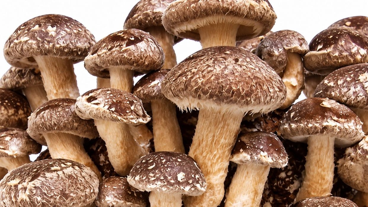 solan dmro 18 shiitake mushroom variety developed 25 to 30 degree-temperature