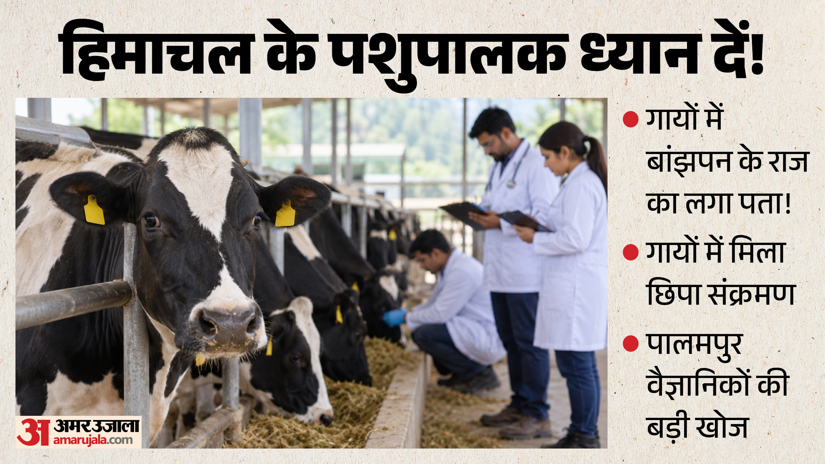गायों में छिपा संक्रमण!