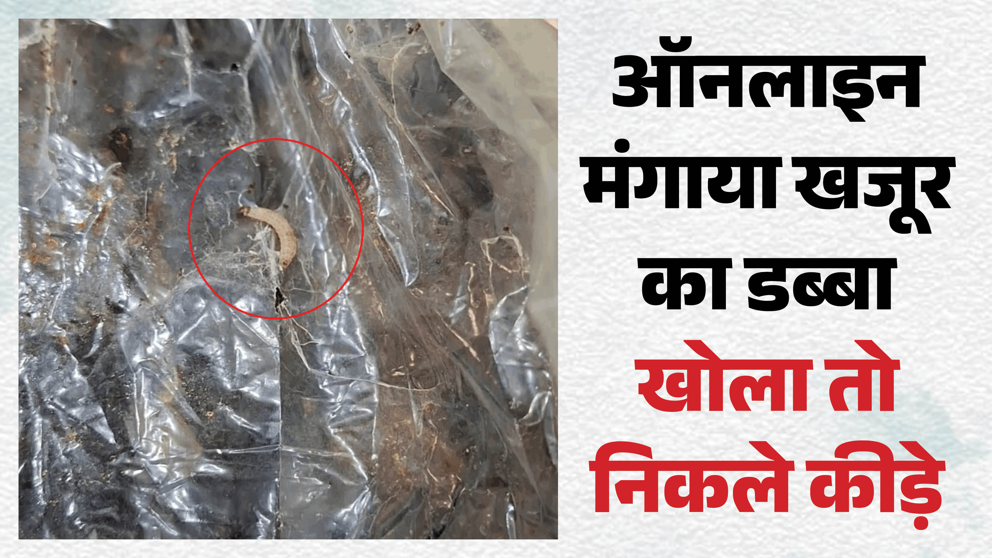 खजूर के डिब्बे में कीड़े निकले