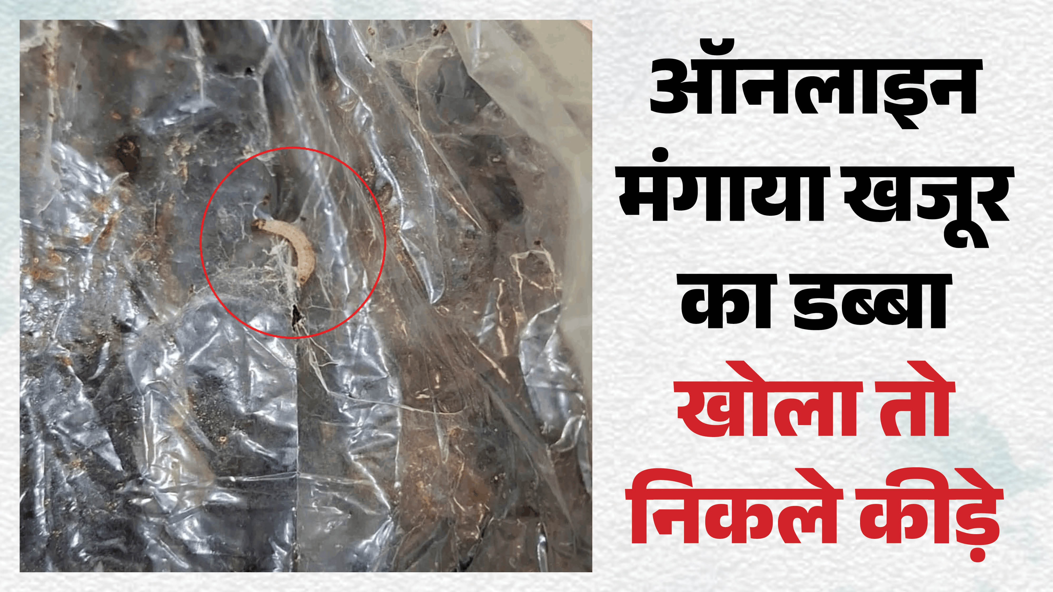 खजूर के डिब्बे में कीड़े निकले