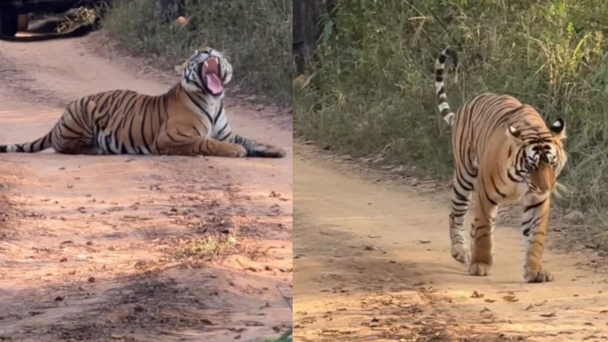 Rajasthan sawai madhopur ranthambore tiger sleeps road and 30 safari jeeps traffic jam viral video