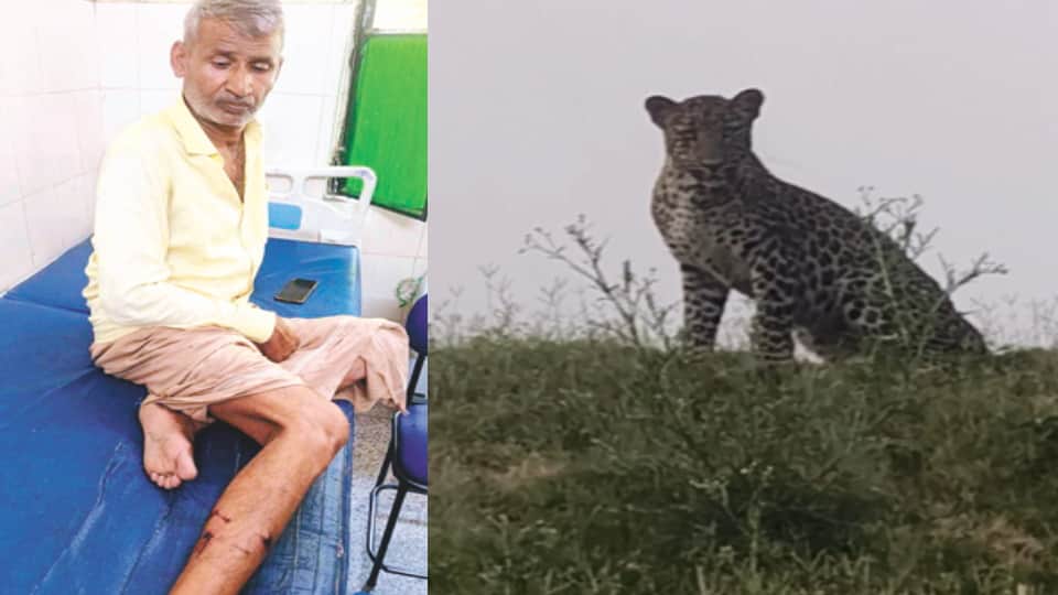 Leopard Attacks Farmer in Parikshitgarh; Fodder Bundle on Head Helps Save His Life