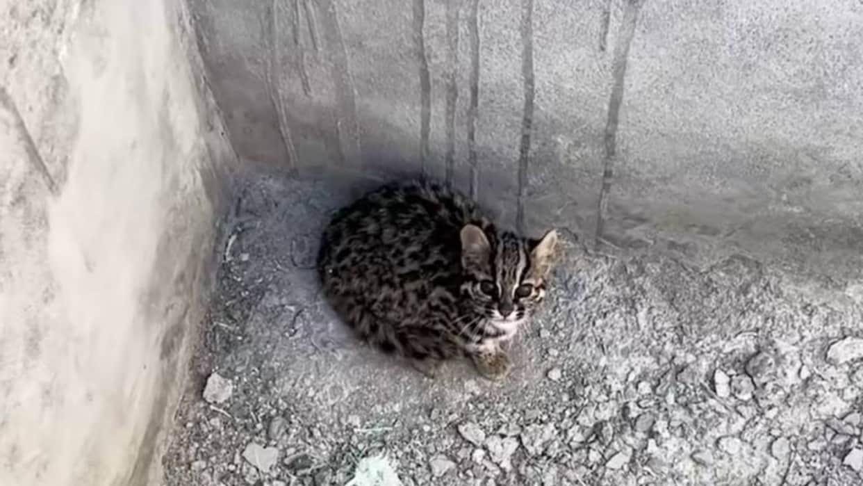lahaul leopard cat rescue water tank