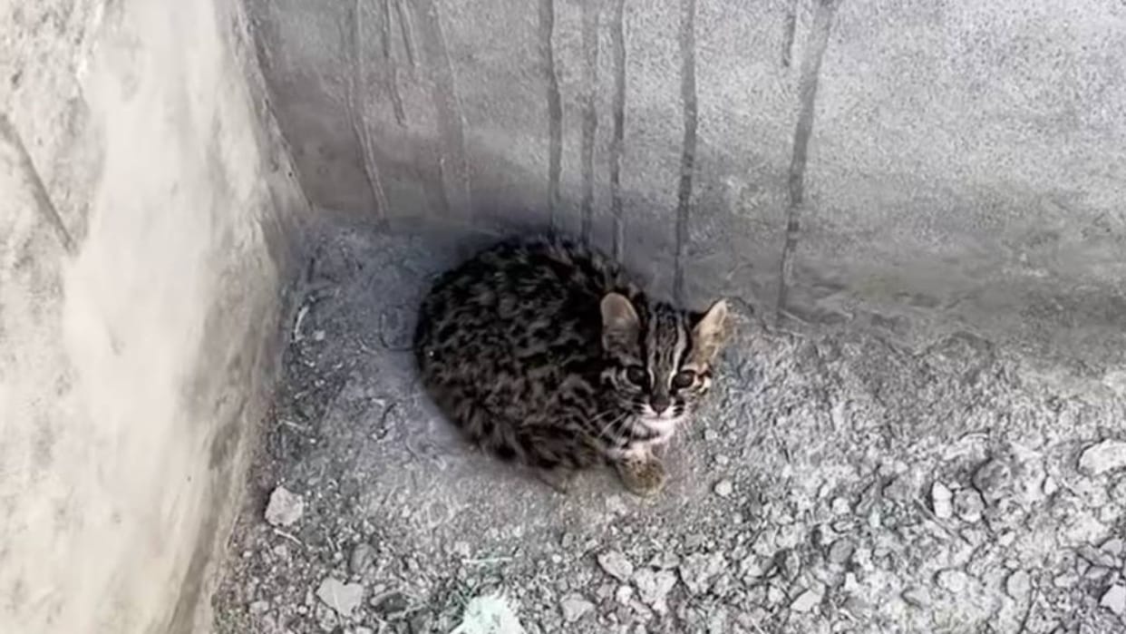 lahaul leopard cat rescue water tank