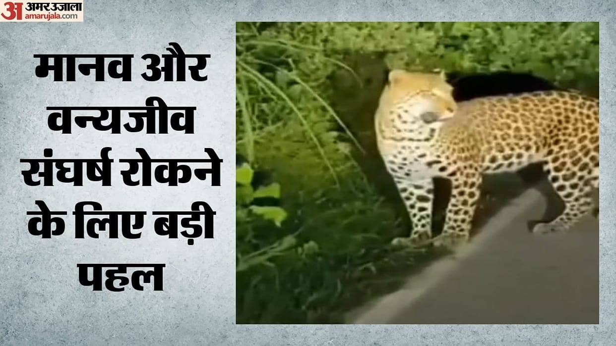 Bareilly: Sterilization of leopards to be conducted for the first time in UP