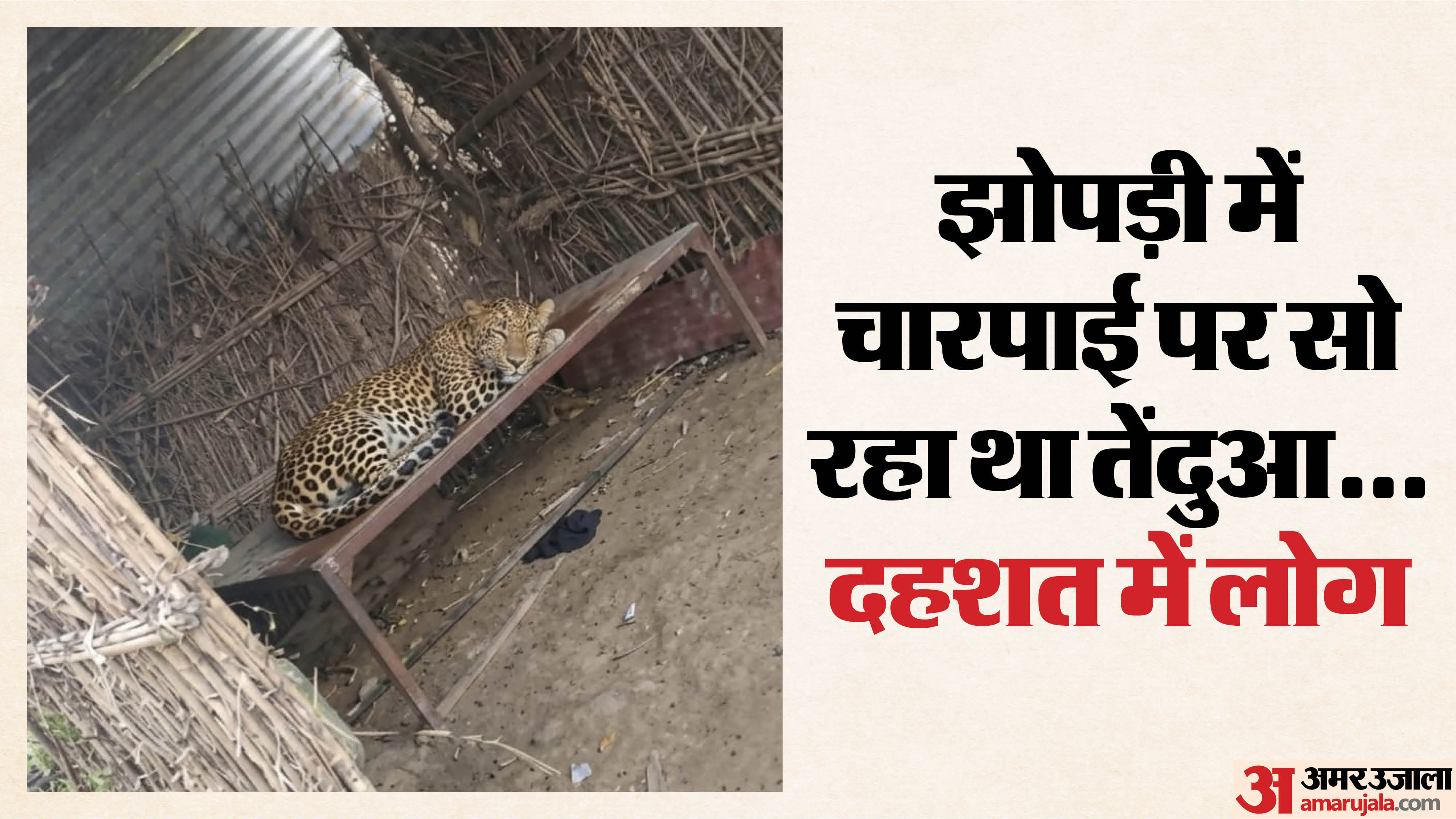 चारपाई पर सो गया तेंदुआ।