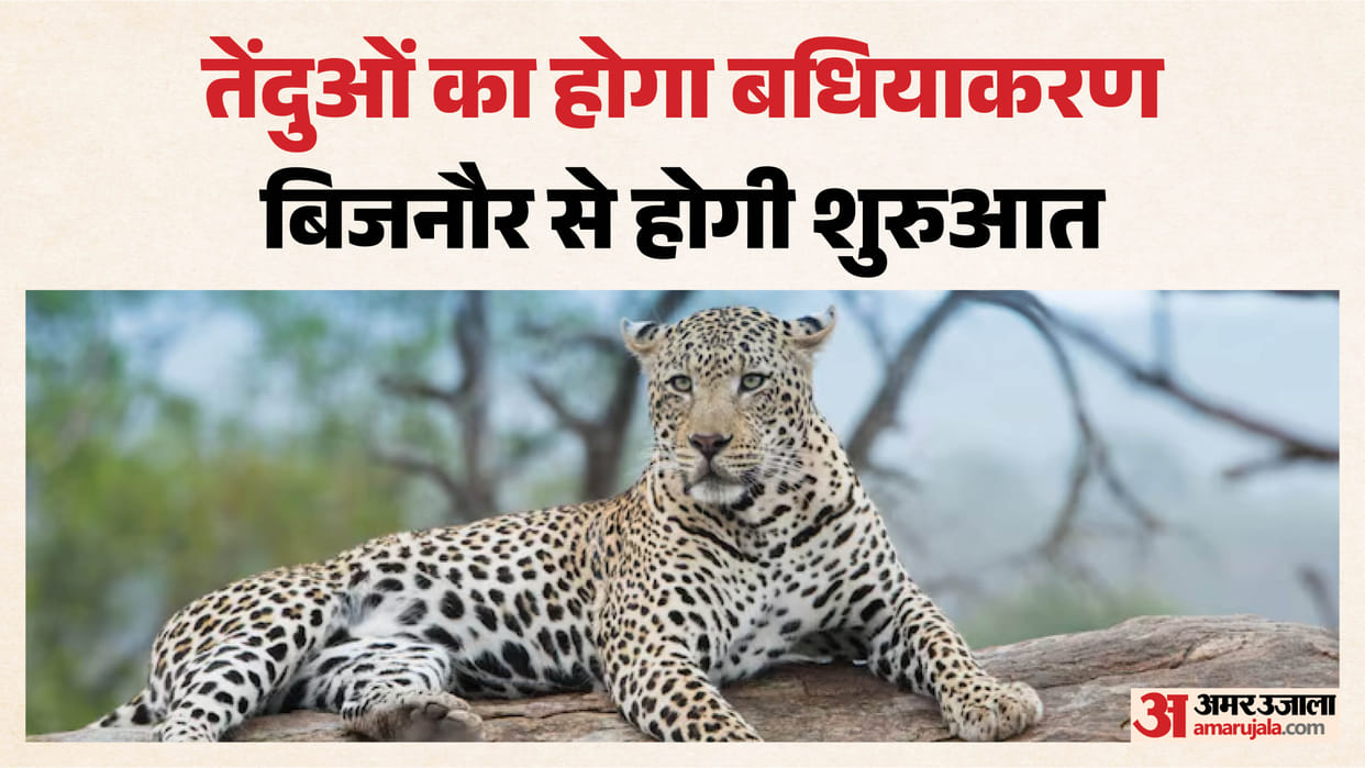 Leopards to undergo sterilization for the first time in UP