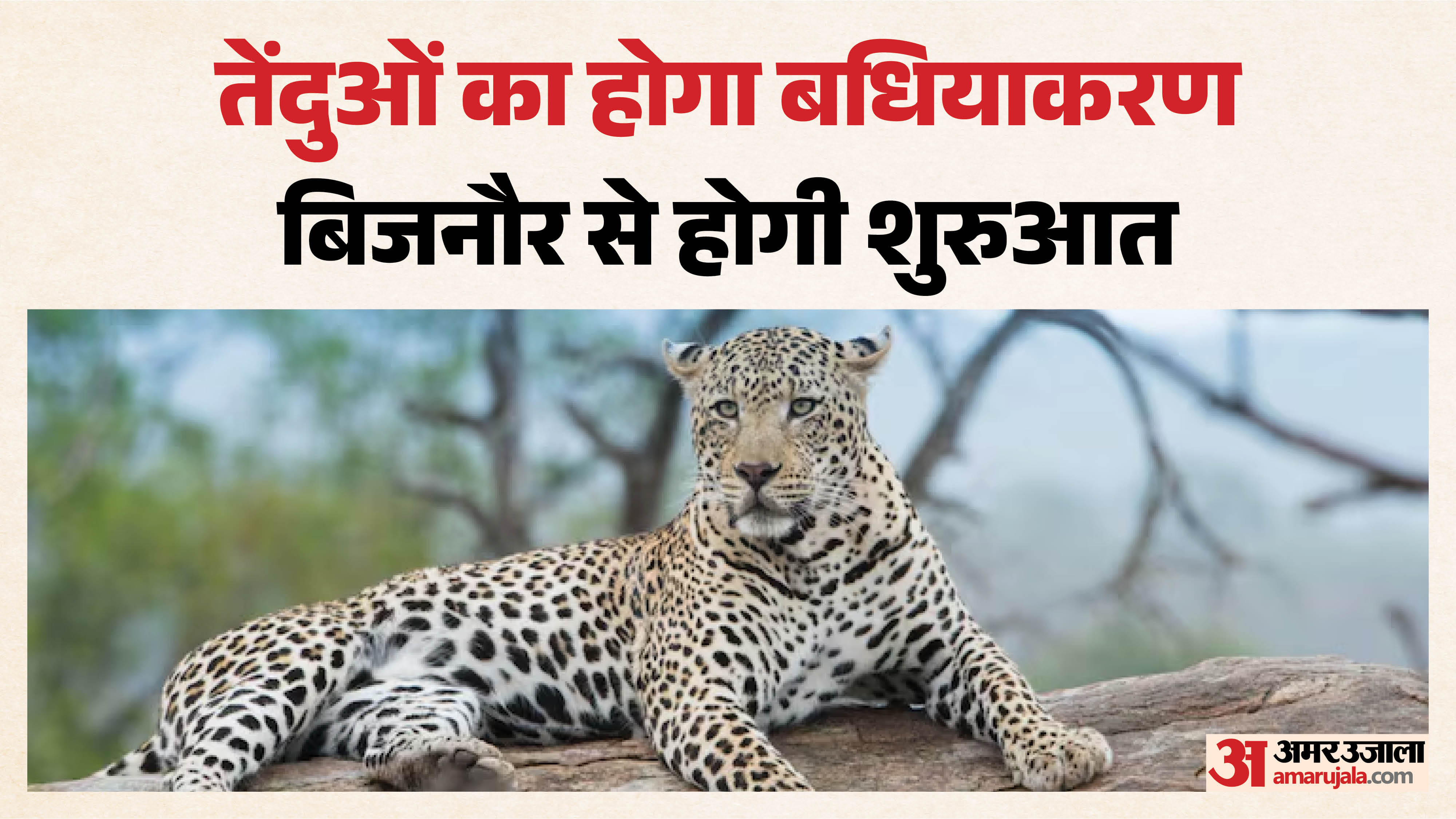 तेंदुओं का होगा बधियाकरण