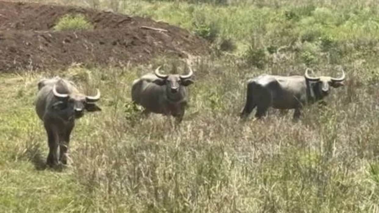 Bandhavgarh’s Gaur Population Rises from 50 to Nearly 170