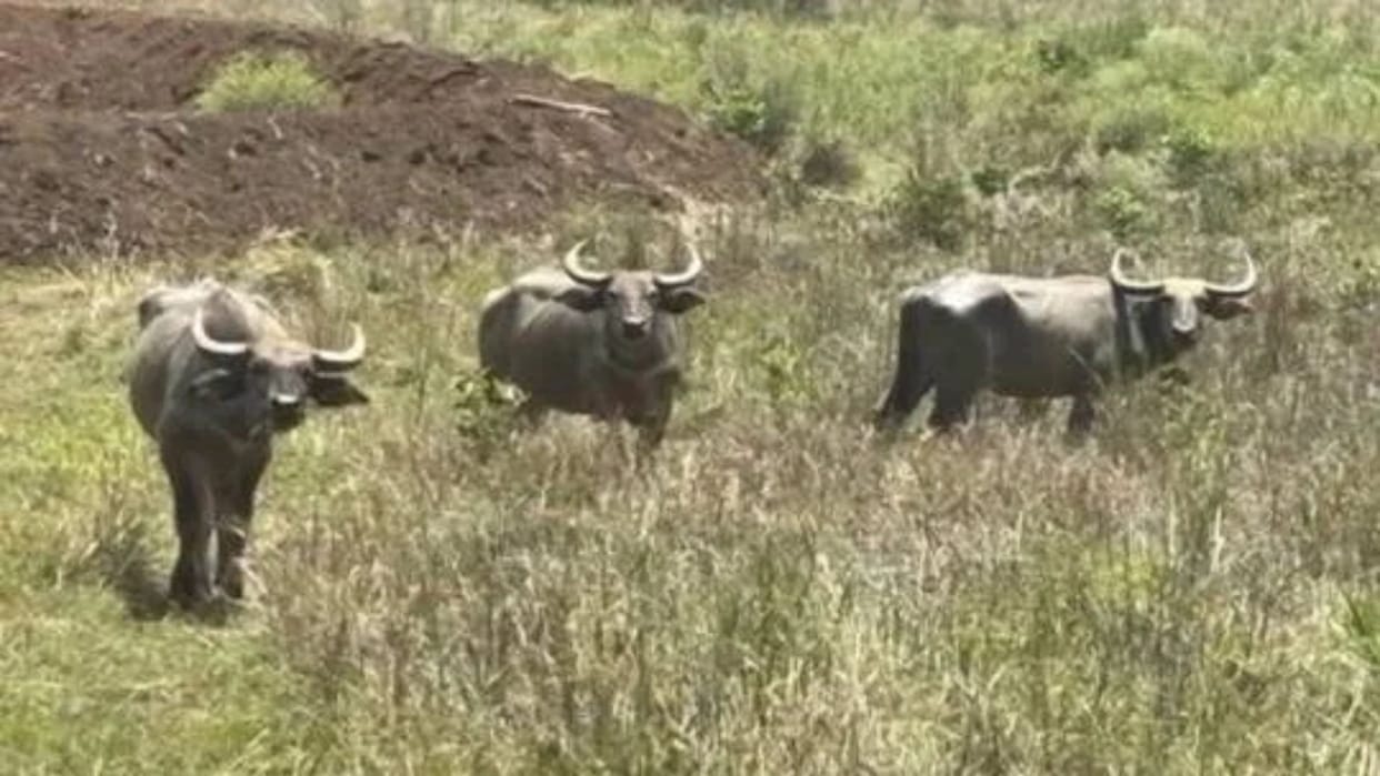 Bandhavgarh’s Gaur Population Rises from 50 to Nearly 170