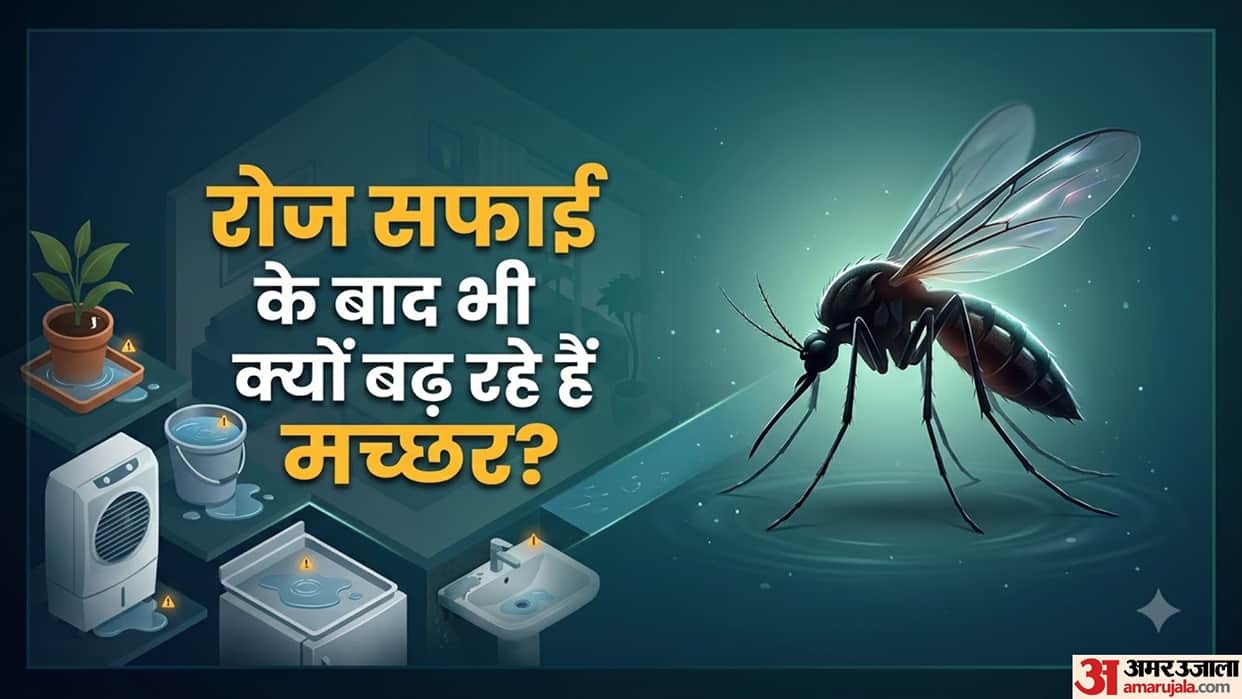 Mosquitoes Suddenly Increasing at Home Check These Hidden Water Traps Before Spraying