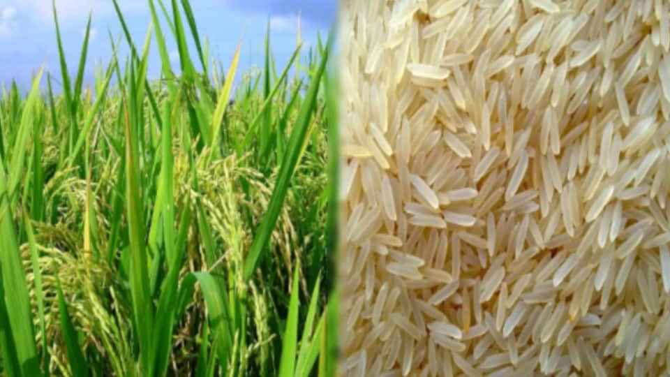 Indian Basmati Export Costs Surge Amid West Asia War, Yet Demand in Iran Continues to Rise