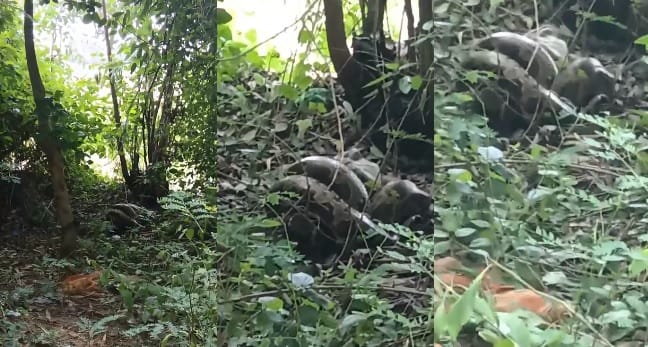 Kanpur Giant python found near eucalyptus trees in a field bird gripped in its jaws panic among villagers