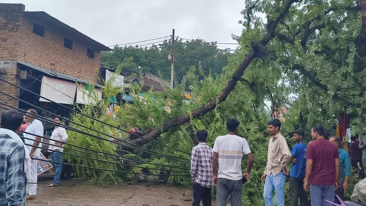 Jhansi: A 150-year-old tamarind tree collapsed onto the road in Samthar