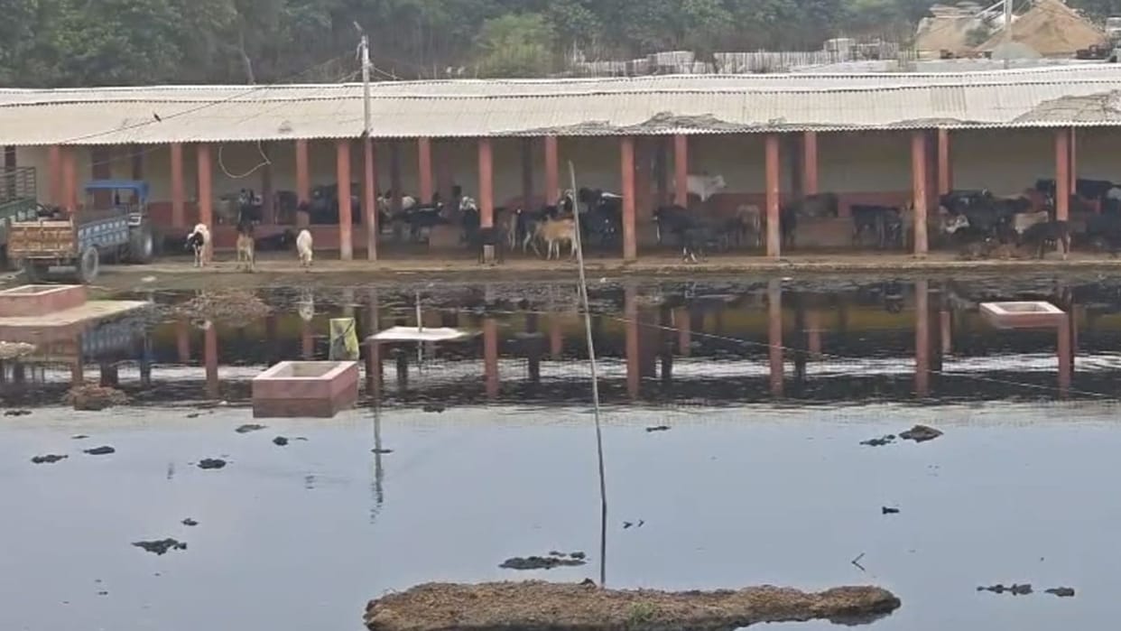 Kanha Goshala Submerged Plight of 150 Cattle Worsens Difficulty Sitting and Standing Due to Lack Dry Ground