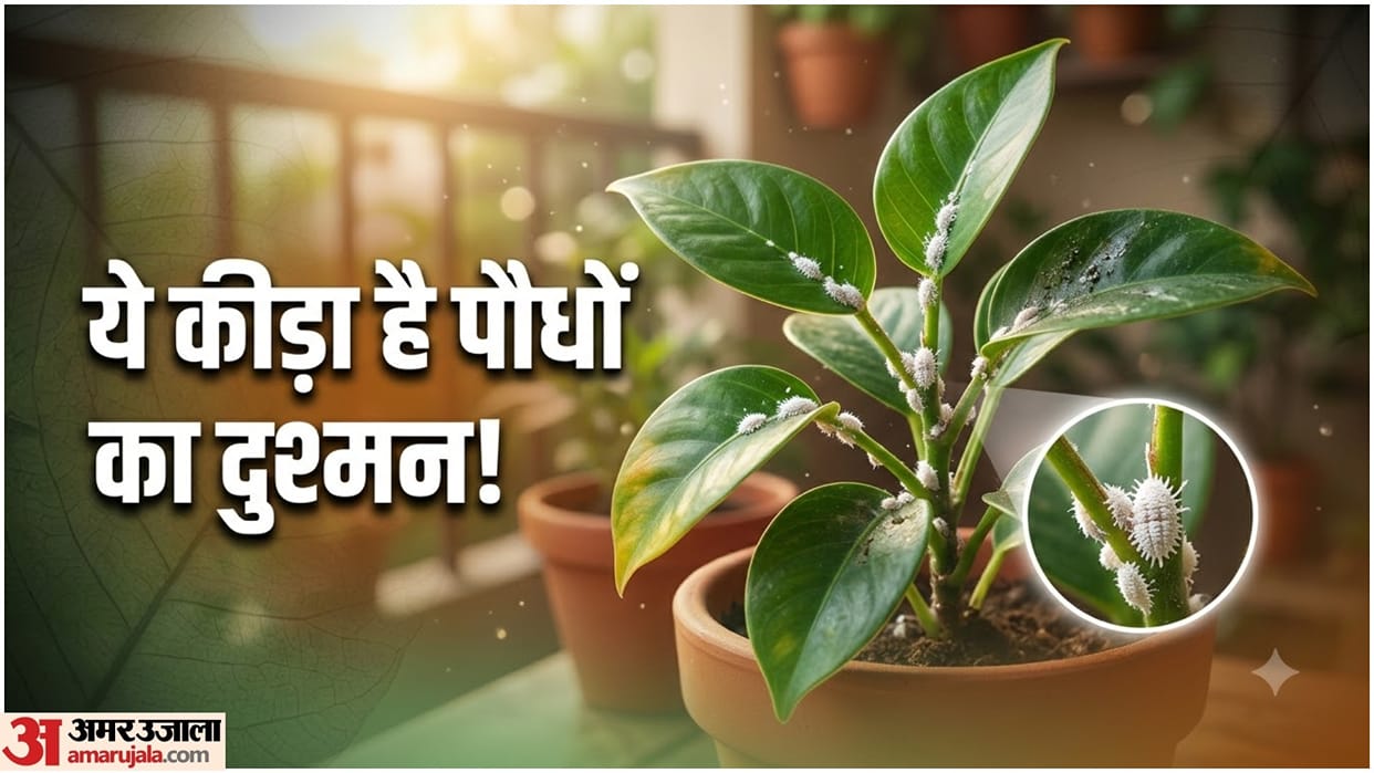 How to Get Rid of Mealybugs From Plants: Easy Garden Care Tips