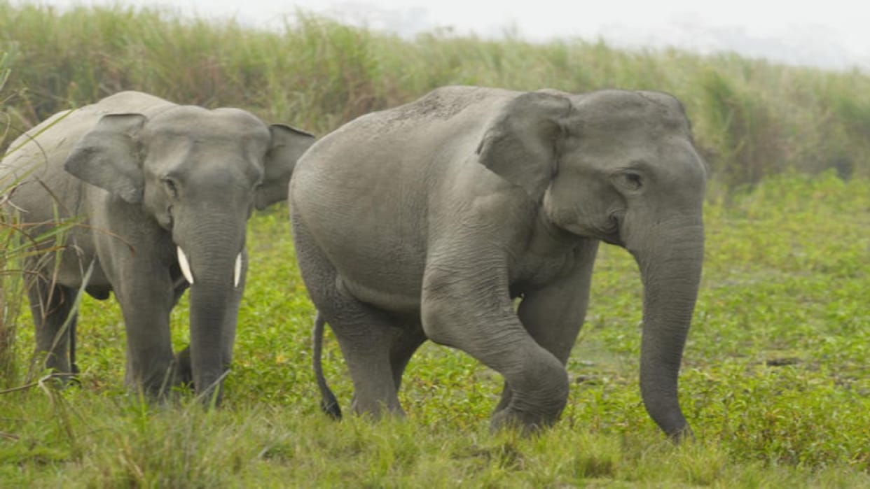 30 elephants created havoc in Korba: Paddy crop trampled, tuskers also destroyed a villager's mud house
