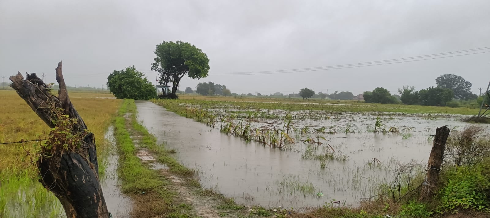 बारिश के चलते गिरे हुए पेड़ और जलमग्न हुई फसल
