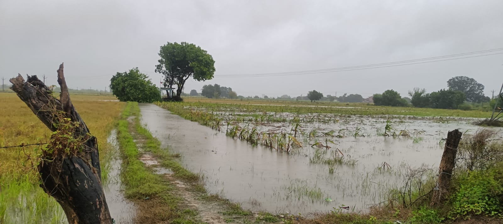 बारिश के चलते गिरे हुए पेड़ और जलमग्न हुई फसल