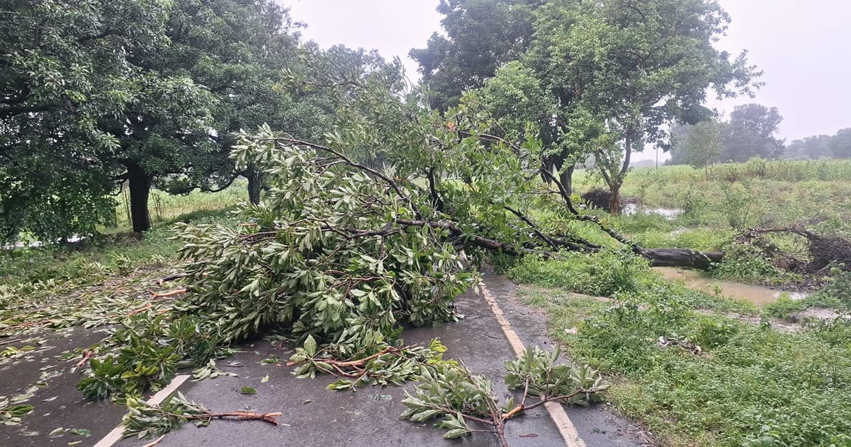 Kanpur Mahua tree falls on Bhitargaon Nauranga road villagers restore traffic after strenuous effort
