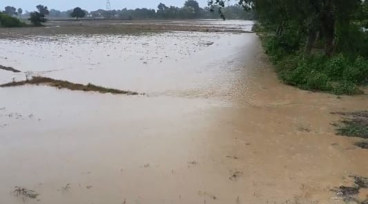 अरौल क्षेत्र में बारिश से जलमग्न खेत