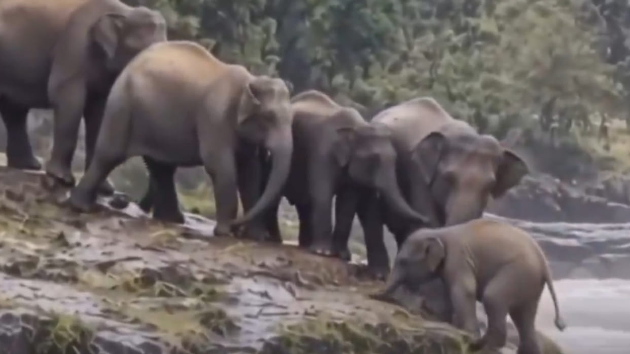 Elephants herd forms human chain to save baby elephant viral video news in hindi